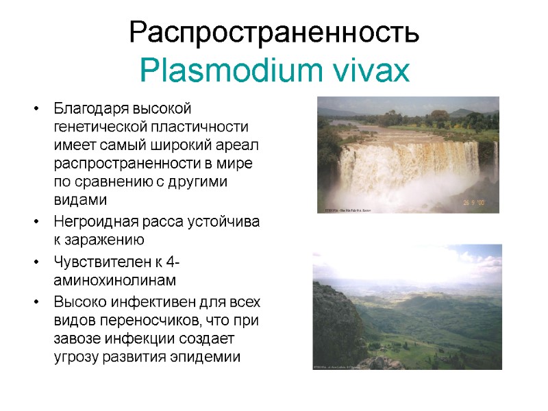 Распространенность  Plasmodium vivax Благодаря высокой генетической пластичности имеет самый широкий ареал распространенности в